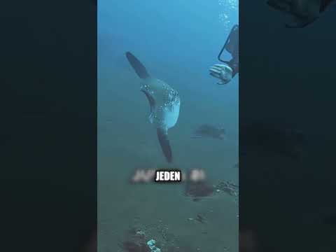 TEN METAL MNIE ZDZIWIŁ😲