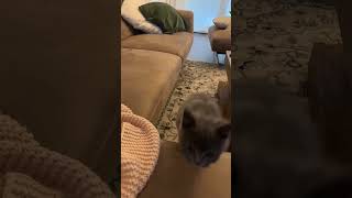 Play this sound if you want to cuddle with your cat