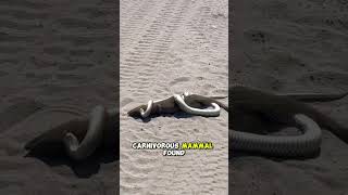 Why Mongooses Fight Deadly Snakes