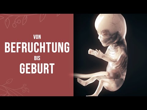 Pregnancy - How a small miracle is created (animation)