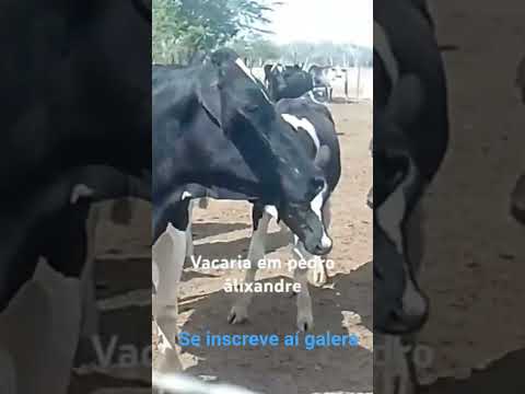 Pedro Alexandre bahia