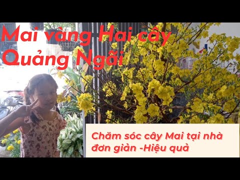 Chăm sóc mai vàng.cách phun thuốc phòng bệnh và trị các bệnh về lá cho cây mai khi thời tiết xấu
