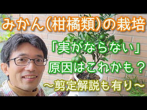 耐寒柑橘ゆず