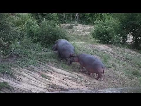 Djuma: Hippo pair (one with Splotch mark on neck side) leaving the dam - 19:00 - 01/11/2020