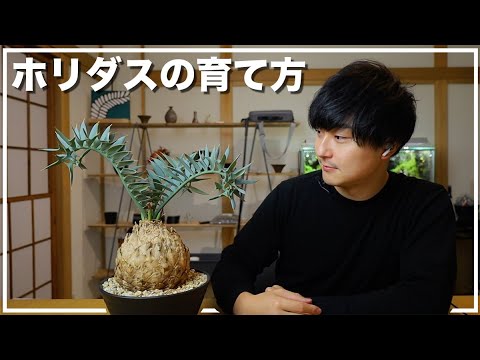 園芸 アルテンシュタインのエンセファラトス