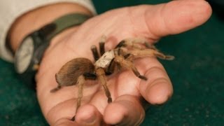 Download lagu 3 Best Tarantula Breeds for Beginners | Pet Tarantulas mp3
