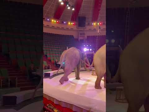 Шоу «Девочка и слон» в ярославском цирке. #ярославль #цирк #слоны