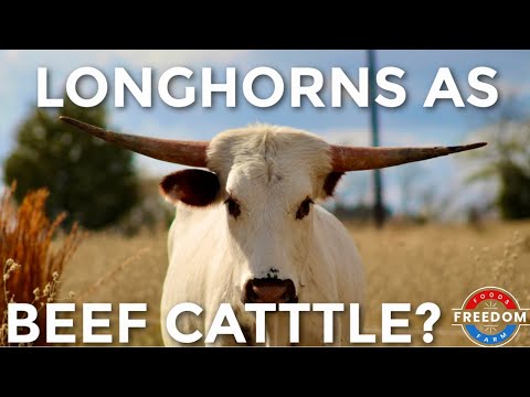 TEXAS LONGHORNS As Beef Cattle? The Pros Vs. Cons