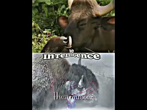 Indian Gaur Vs American Bison