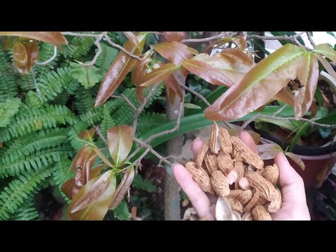 Cách chăm sóc mai vàng trong chậu l Không cần bón phân l Hoa nở nhiều đúng Tết.