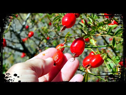 MORE New Zealand Foraging