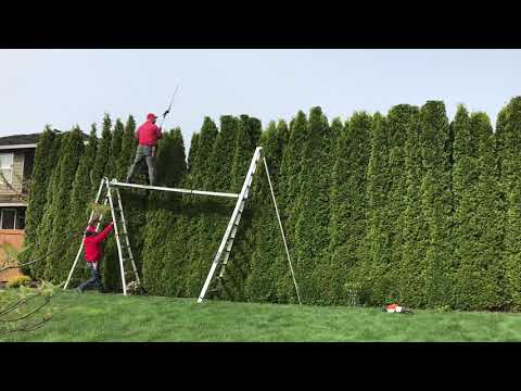 Trimming Emerald Green Arborvitae Hedge | Using Stihl Trimmers