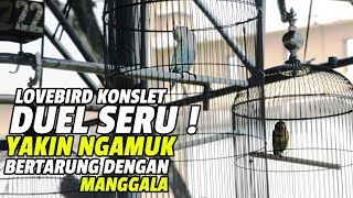 Download lagu DUEL SERU !  YAKIN NGAMUK BERTARUNG DENGAN LOVEBIRD KONSLET MANGGALA mp3