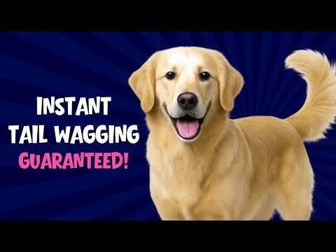 10 Sounds That Will Make Your Dog Wag Their Tail