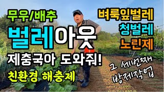 무우 배추 벌레들 퇴치작업 / 친환경 해충제 제충국 그 세번째 방제작업 / 벼룩잎벌레 청벌레 노린제 아웃