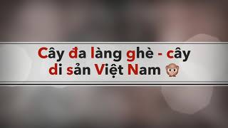 preview picture of video 'Cây đa làng ghè - xã Iadok, Đức cơ, Gia lai'