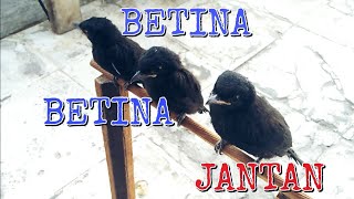 Download lagu membedakan jantan betina anakan burung srigunting hitam ||episode 5 mp3