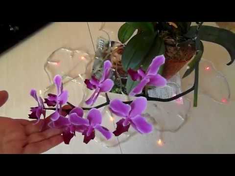 Орхидея. Фаленопсис Мукала.
