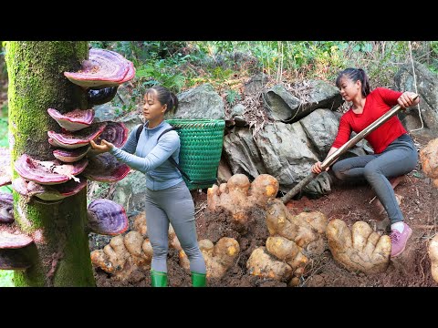 REWIND TIMELAPSE --730 Days Harvest Many Wild Tuber, Ganoderma Mushroom,.../Phương's Story
