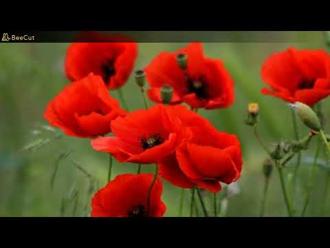 [ Şiir Dünyası ]  Ben seni Kürtçe severim - Ezjı te bê Kürdi hêsdêkım