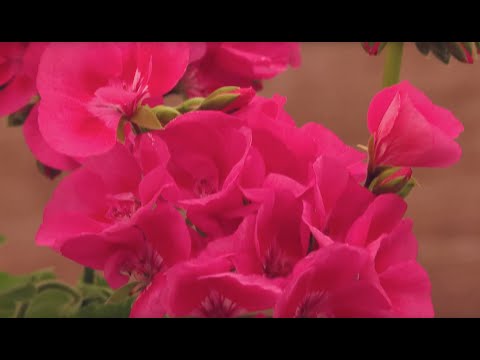 Pelargonium Santana Series - FlowerTrials 2022