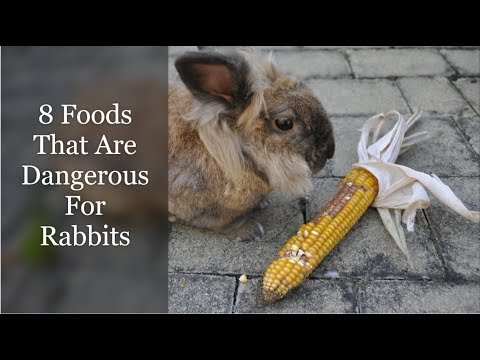 YouTube video about: Can rabbits eat rice cakes?