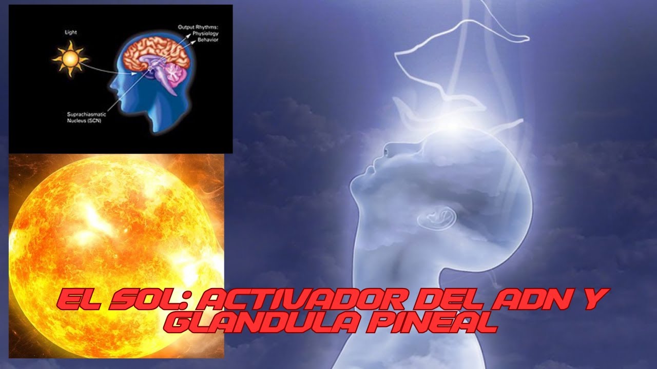 EL SECRETO DEL SOL, LA ACTIVACIÓN DEL ADN Y LA GLÁNDULA PINEAL