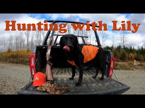 Lily the labrador retriever. Episode 4 Upland game bird hunting. Captured on GoPro