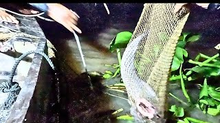 Tam Quoc Thinh Vlog - unique killer hunting catfish in Ham Luong river. @tamquocthinh2025