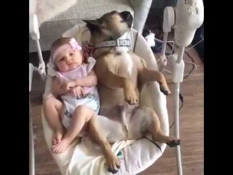 The most lazy dog in the world!!