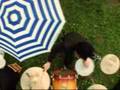 Loco-Passion - coconuts beach 