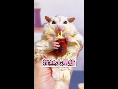 Fat girl eats meat today and eats a brushed cheese silkworm chrysalis...# Summer budding season# Yo