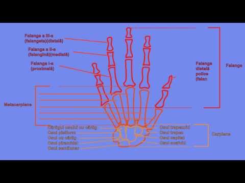 Cum să tratezi sinovita articulației genunchiului