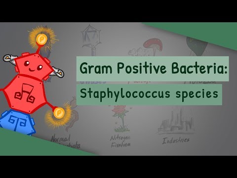 Staphylococcus species (Characteristics, Clinical complications, Differences)