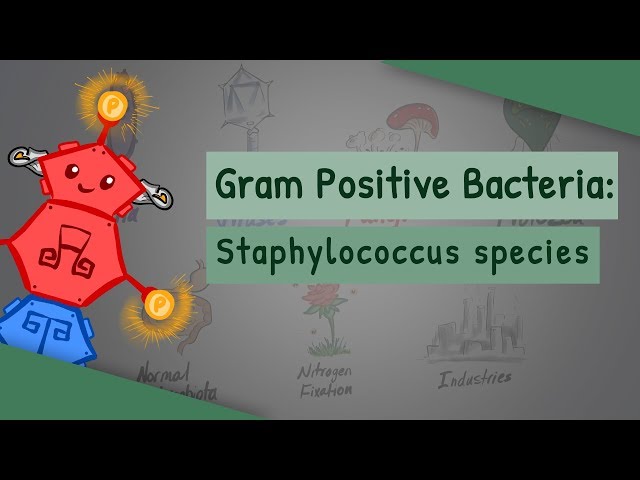 Video Uitspraak van staphylococcus in Engels