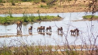 WAKKER WORDEN IN UTOPIA &amp; DE GEHELE BIG 5 GESPOT - KELSVLOG 23