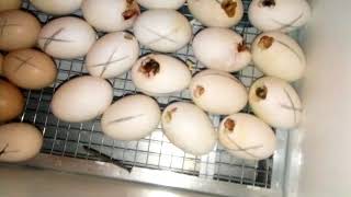 Сколько времени вылупляются утята после наклева