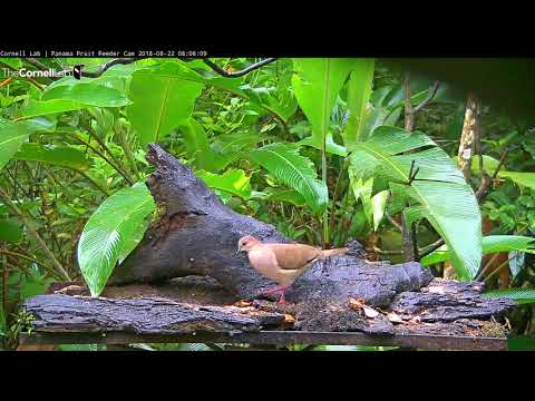 White-tipped Dove – Panama Fruit Feeder Cam – Aug. 22, 2018