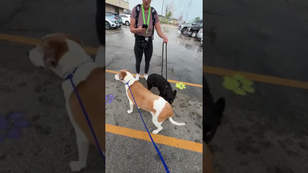 Enlarge Bart, a ADOPTABLE mixed breed in Boulder, CO video 3/3