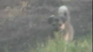Pet Search and Rescue in Joplin