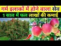 Sev grown in hot areas. apple farming | How to cultivate apple..