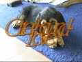 Perro de Nutria - Otterhound-Love