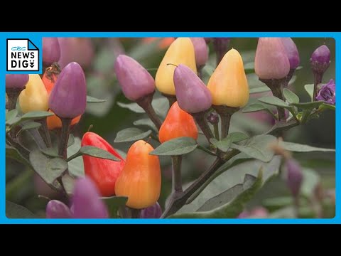 地被植物ムクデニア・ロッシ「カラスバ」の多年草 - 育て方のコツ  庭園