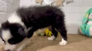 ボーダーコリーの動画01