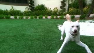 preview picture of video 'Korean Jindo Dog Playing'