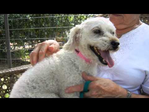 Blossom, an adopted Poodle in Houston, TX_image-1