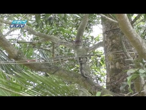 বাঁশের খুটি ও গাছের সাথে বেঁধে বিদ্যুত সংযোগ
