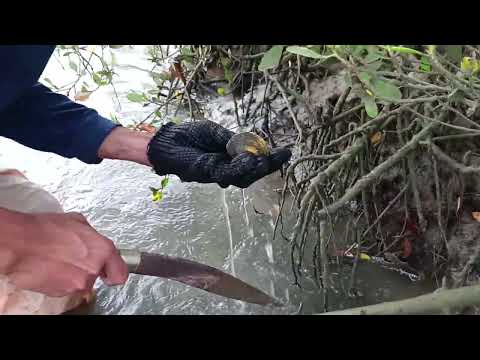 CATCH AND COOK | FRESH WATER SEAFOOD | SIMPLE LIFE IN PROVINCE | EPISODE 8