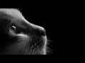 David Teie Music For Cats