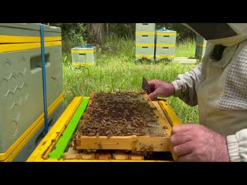 🐝  Dealing with drone laying workers in a honey beehive.  Orara Valley Honey March 2024.